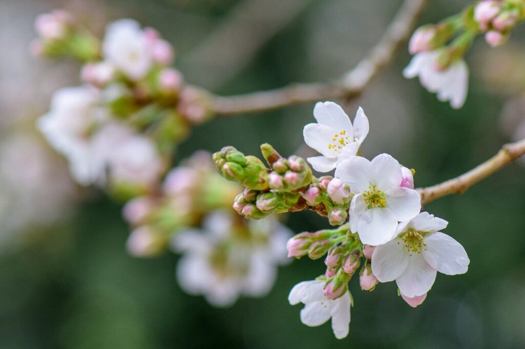 cherry blossom, flowers, spring-7094565.jpg